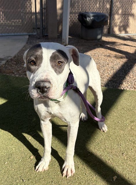 Photo of Chiquita, adoptable American Pit Bull Terrier in Phoenix, Arizona