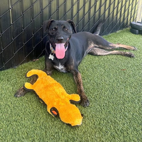 Photo of Polly, adoptable Unknown breed in Rancho Santa Fe, California