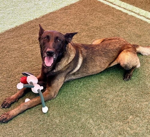 Photo of Rudy, adoptable Belgian Shepherd Malinois in Salinas, California