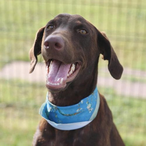 Photo of Ester, adoptable Doberman Pinscher in San Antonio, Texas