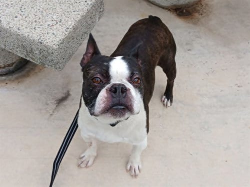 Photo of Flounder, adoptable Boston Terrier in Martinez, California
