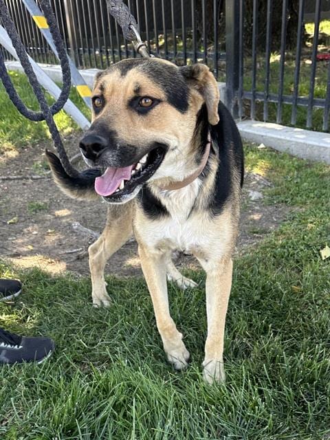 Photo of Buddy, adoptable German Shepherd Dog in Stockton, California
