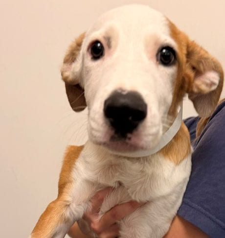 Photo of Steven, adoptable Unknown breed in Rancho Santa Fe, California