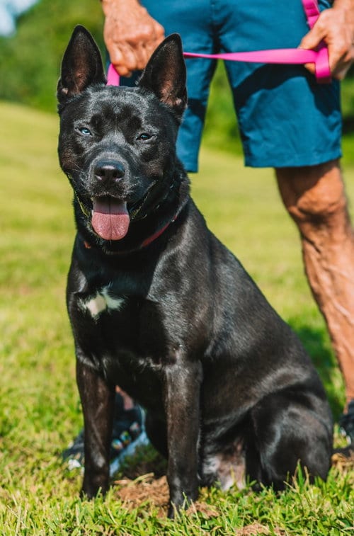 Photo of Dante, adoptable Shepherd in Lawrenceville, New Jersey