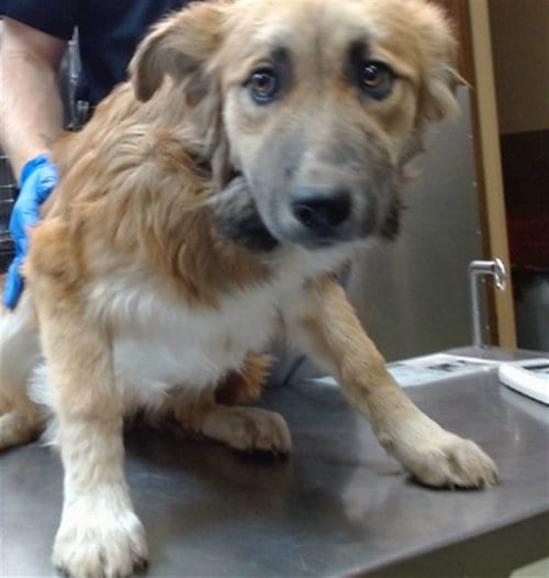 Photo of Fritta, adoptable Collie in San Bernardino, California