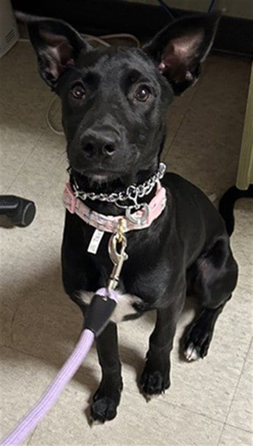 Photo of Gracie, adoptable Labrador Retriever in Plano, Texas
