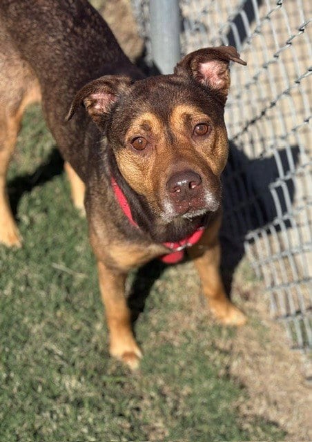 Photo of Boone, adoptable German Shepherd Dog in Tulsa, Oklahoma