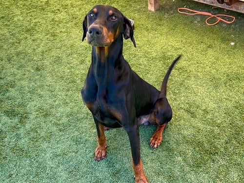 Photo of Zeus, adoptable Doberman Pinscher in Orange, California