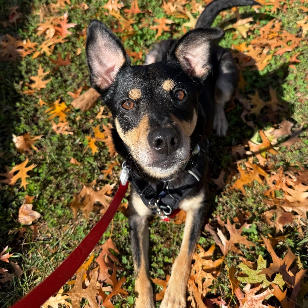 Photo of Bridgette, adoptable Pinscher, Miniature / Mixed Breed (Medium) in Fairfax Station, Virginia