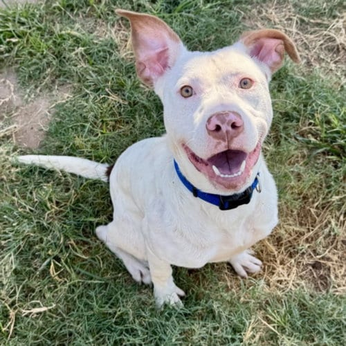 Photo of Chico, adoptable Staffordshire Bull Terrier in Houston, Texas