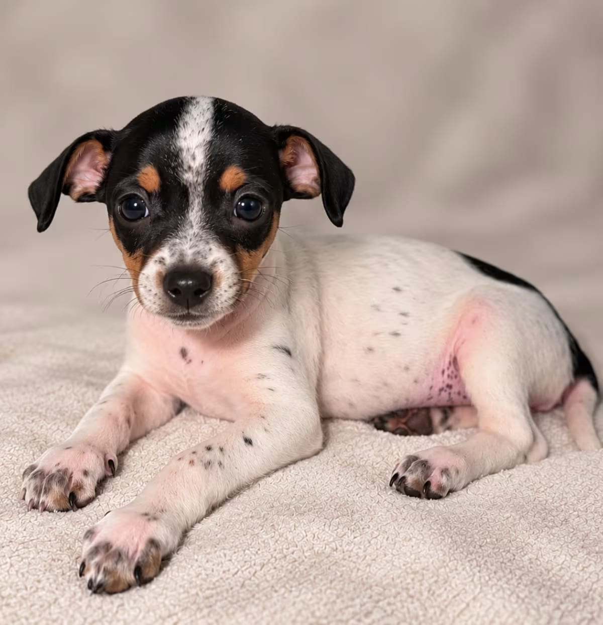 Photo of Oreo, adoptable Jack Russell Terrier/Mixed Breed (Medium) in Tucson, Arizona