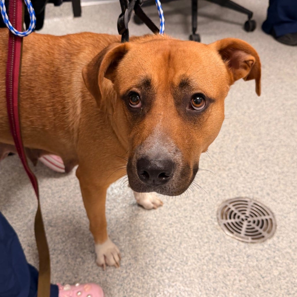 Photo of Mama, adoptable Retriever in Spartanburg, South Carolina