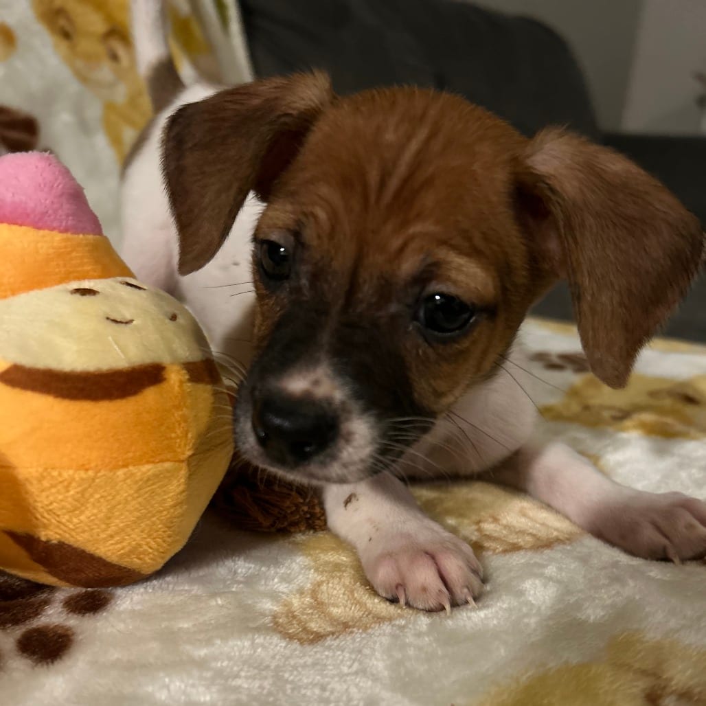 Photo of Ozzy, adoptable Chihuahua in San Antonio, Texas