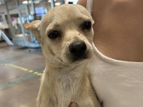 Photo of Blue, adoptable Chihuahua in Van Nuys, California