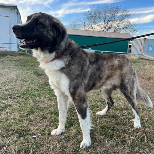Photo of Sox, adoptable Anatolian Shepherd in Murfreesboro, North Carolina