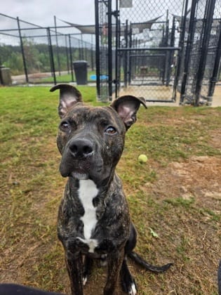 Photo of Dozer, adoptable dog in Atlanta, Georgia