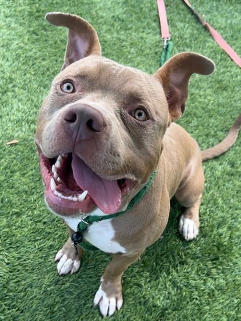 Photo of Wombat, adoptable Pit Bull Terrier in Baldwin Park, California