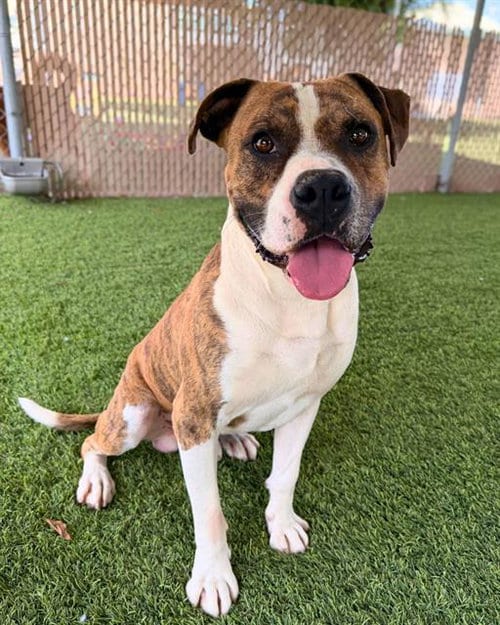 Photo of Thor, adoptable Boxer in Chula Vista, California