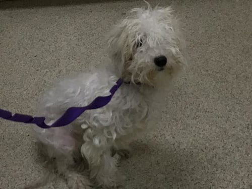 Photo of Snow, adoptable Maltese in Riverside, California