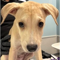 Photo of Violet, adoptable Golden Retriever in San Antonio, Texas