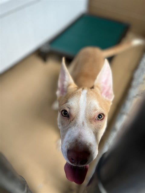 Photo of Mr. Biscuit, adoptable American Pit Bull Terrier in Chula Vista, California