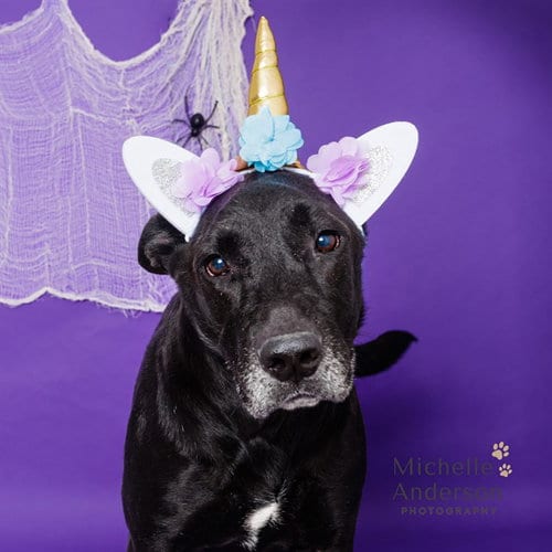 Photo of Gothel, adoptable German Shepherd Dog in Corona, California