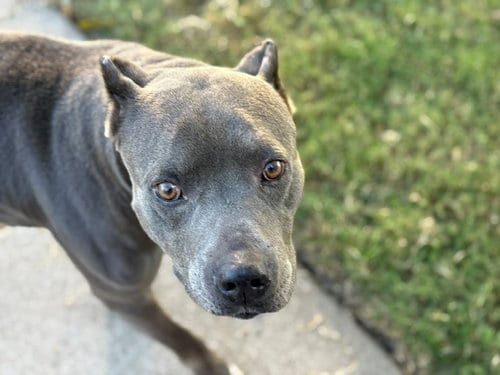 Photo of Chief, adoptable Pit Bull Terrier in Tulsa, Oklahoma