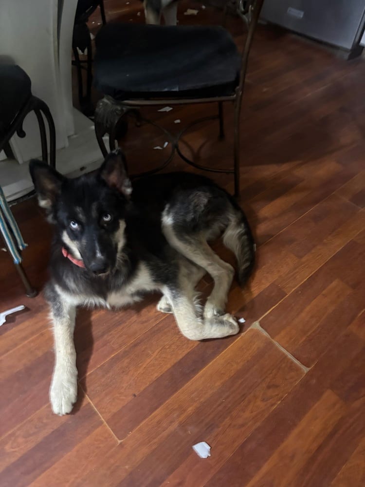 Photo of Jewel, adoptable Husky in Dana Point, California