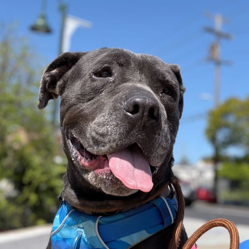 Photo of Bleu, adoptable Mixed Breed (Large) in San Francisco, California