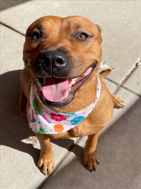Photo of Margo, adoptable Pit Bull Terrier in Tulsa, Oklahoma