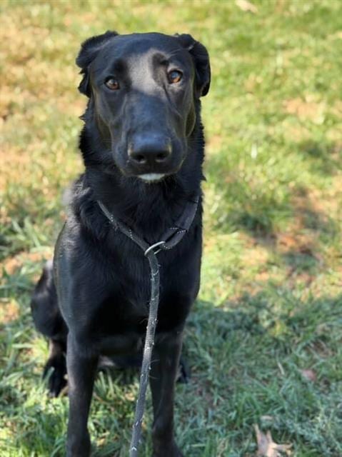 Photo of Wednesday, adoptable German Shepherd Dog in Riverside, California