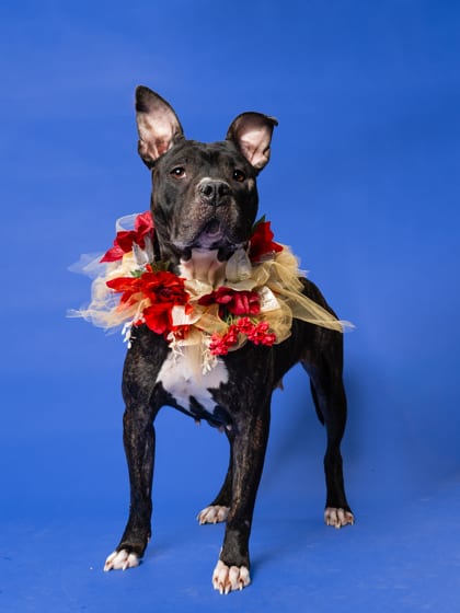 Photo of Yanga, adoptable dog in Atlanta, Georgia