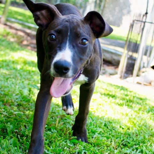 Photo of Marley2, adoptable Terrier in Canton, Connecticut