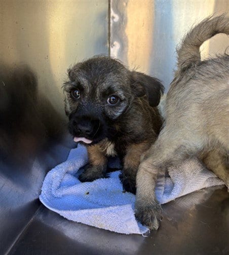 Photo of Dumpy, adoptable Chihuahua in Phoenix, Arizona