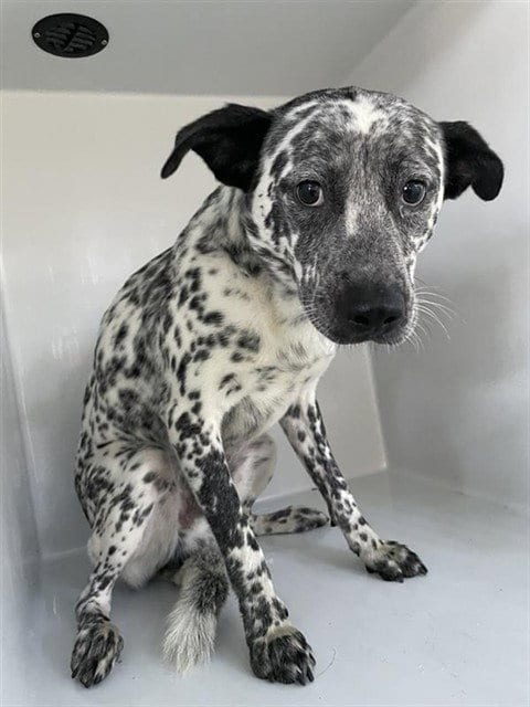 Photo of Marshall, adoptable Dalmatian in Houston, Texas