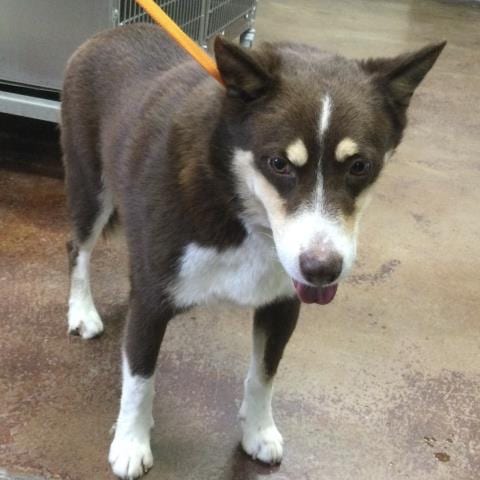 Photo of Henry, adoptable Siberian Husky in Thousand Palms, California
