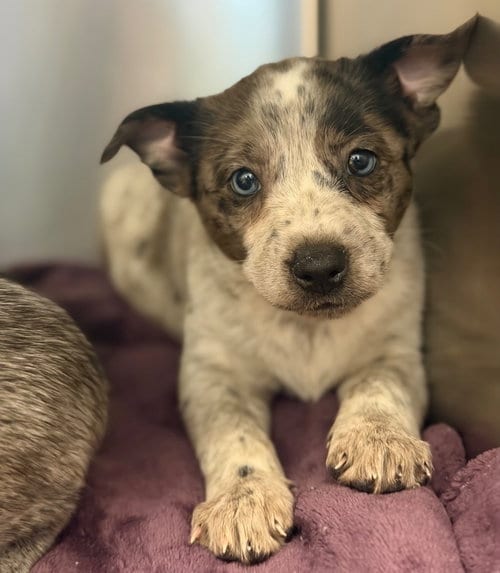 Photo of Luna, adoptable Australian Cattle Dog/Blue Heeler in Canton, Connecticut