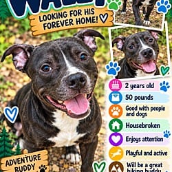 Photo of Wally, adoptable Terrier (Unknown Type, Medium) in Roswell, Georgia