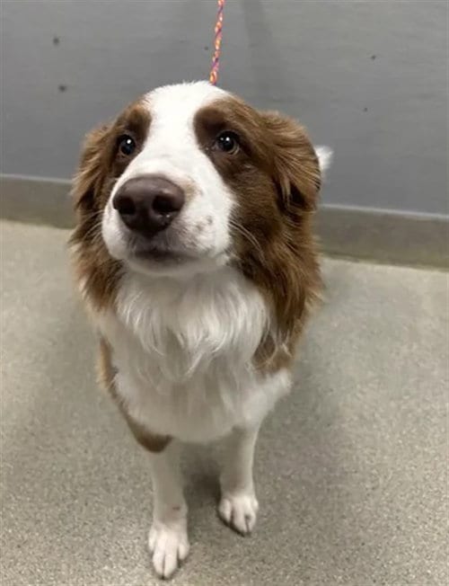 Photo of Alan Jackson, adoptable Australian Shepherd in Las Vegas, Nevada