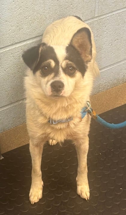 Photo of Kathleen Cauley, adoptable dog in Chamblee, Georgia