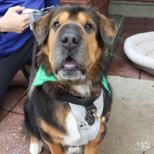 Photo of Stevie Nicks, adoptable Chinese Shar-Pei in Washington, District of Columbia