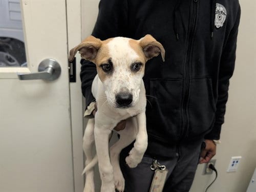 Photo of Ocho, adoptable Siberian Husky in Garland, Texas