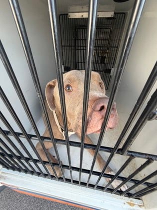 Photo of Chance, adoptable dog in Atlanta, Georgia
