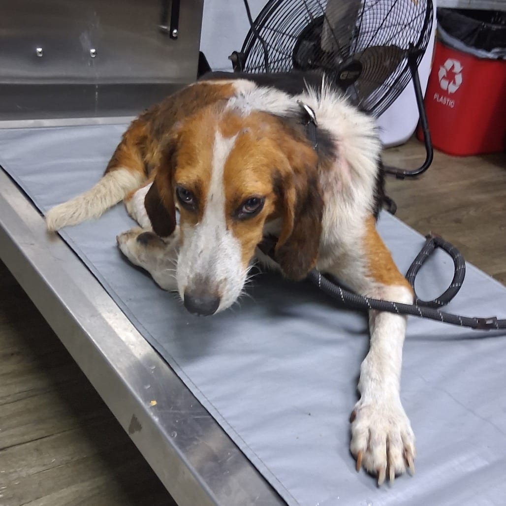 Photo of Meeko, adoptable Hound in Summerville, South Carolina