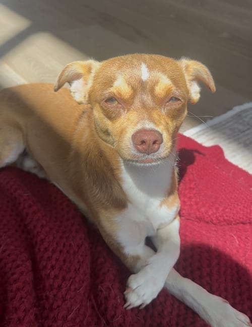 Photo of Bucky, adoptable Chihuahua in Bellevue, Washington