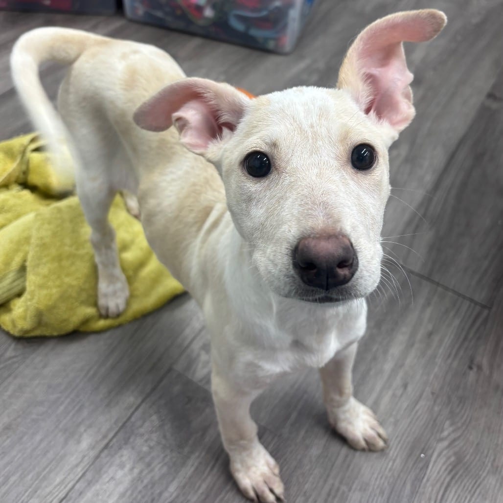 Photo of Capri, adoptable Mixed Breed (Medium) in Fairfax Station, Virginia