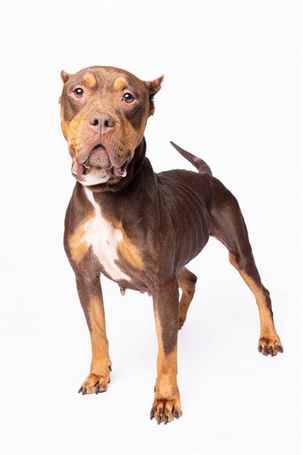 Photo of Serafina, adoptable American Bulldog in Miami, Florida