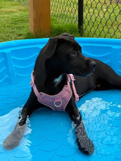 Photo of Finita, adoptable Terrier in Candler, North Carolina