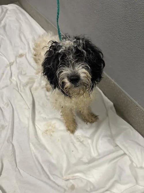 Photo of Double Stuffed Oreo, adoptable Maltese in Las Vegas, Nevada