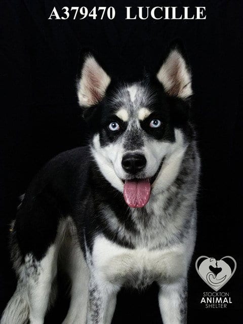 Photo of Lucille, adoptable Siberian Husky in Stockton, California